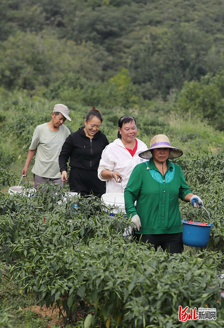 1662230813379353.jpg 河北井陉:工业辣椒助农增收1.jpg