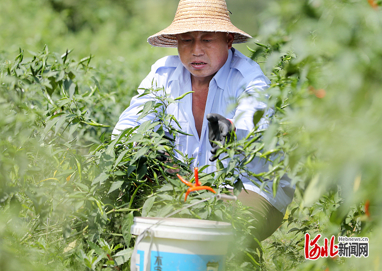 1662230821946472.jpg 河北井陉:工业辣椒助农增收2.jpg