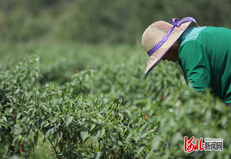 1662230827973669.jpg 河北井陉:工业辣椒助农增收3.jpg