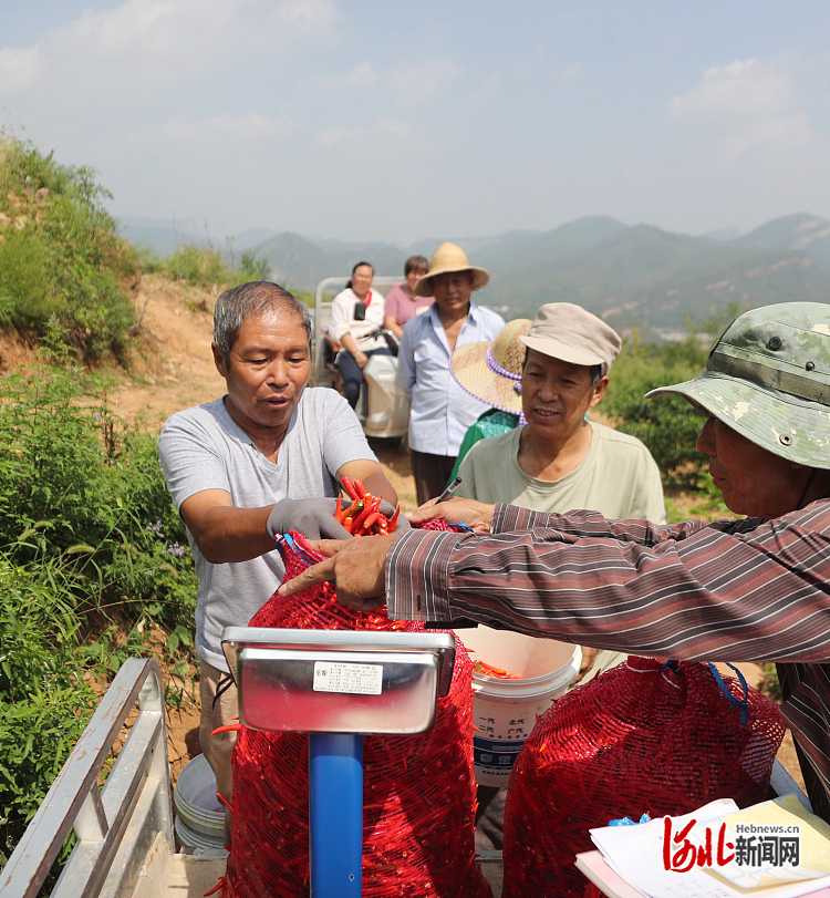 1662230839671085.jpg 河北井陉:工业辣椒助农增收4.jpg
