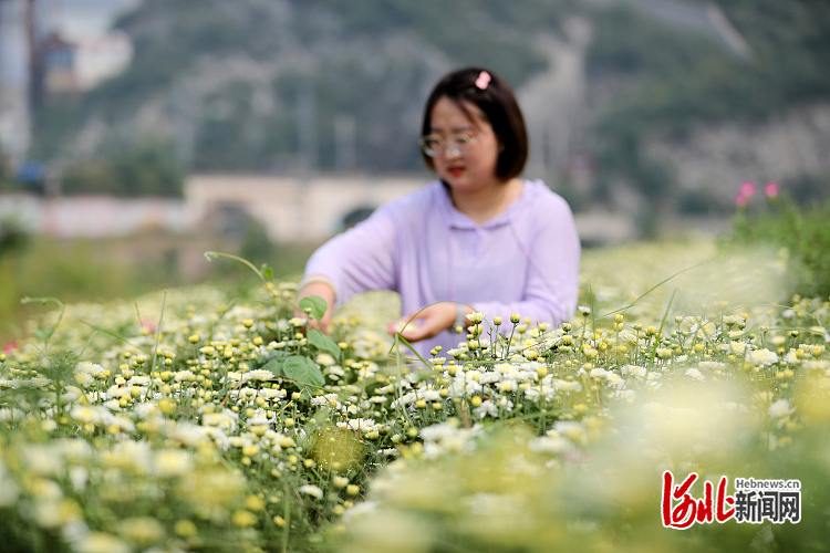 河北井陉：多元种植结硕果3.jpg