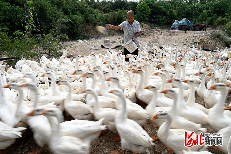 河北邯郸：林下致富养大鹅1.jpg