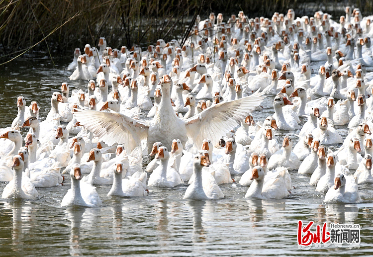 河北邯郸：林下致富养大鹅3.jpg