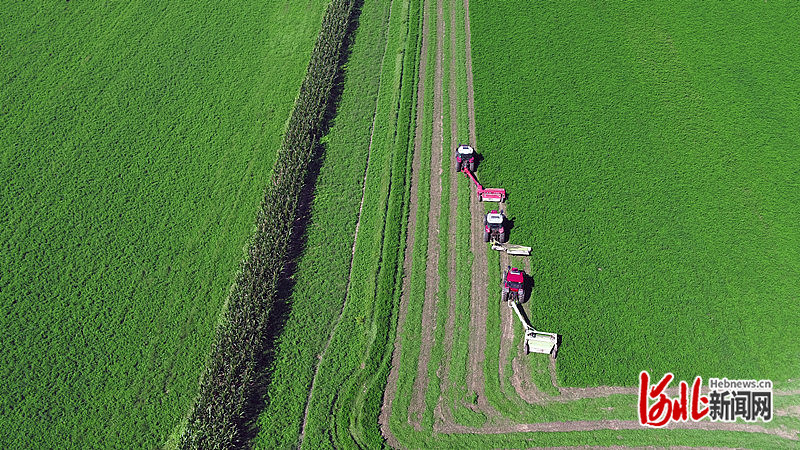 1663731158768189.jpg 在南皮县冯家口镇中上桥村,紫花苜蓿迎来又一茬收割季。鲍俊秀 摄.jpg
