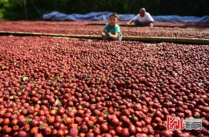 1663731199563844.jpg 在沧县高川乡古枣树复壮保护示范区,1160棵古枣树喜迎丰收。傅新春 摄.jpg
