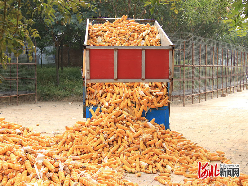 1663731229943536.jpg 在泊头市齐桥镇西毛三庄村,农户正在收玉米。毛长林 摄.jpg