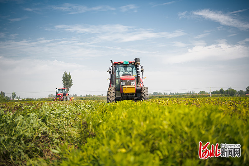 1663731266967079.jpg 在吴桥县梁集镇北徐王村,花生喜获丰收。刘天奇 摄.jpg