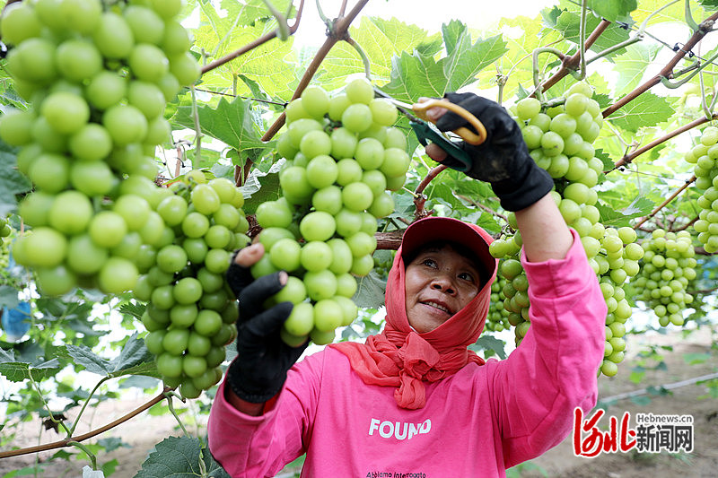 1663731317542759.jpg 在肃宁县师素镇寺上村现代农业葡萄种植园区,一串串晶莹剔透的葡萄挂满藤蔓,果香四溢。刘巨雷 摄.jpg