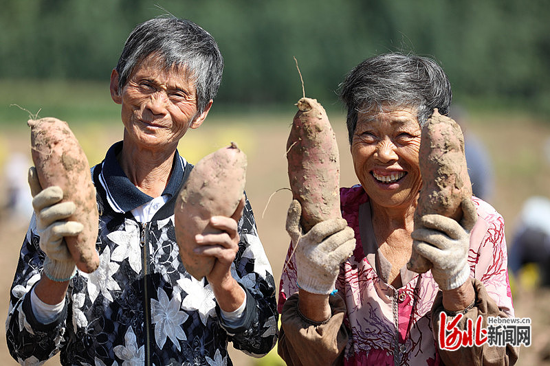 1663731356902613.jpg 东光县农户拿着刚采摘的红薯,脸上洋溢着丰收的喜悦。周洋 摄.jpg