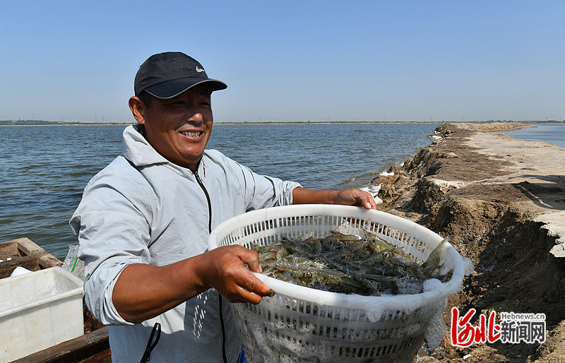 1663731393634112.jpg 在海兴县小山乡蔡庄子村咸水养殖池内,捕虾人捕捞起沉甸甸的咸水对虾。苑立伟 摄.jpg