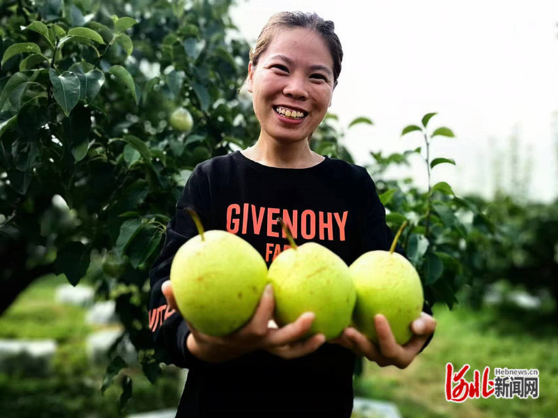 1663746767919501.jpg 在盐山县东田寨村梨园里,果农展示刚刚彩摘的梨子。张文娟 摄.jpg