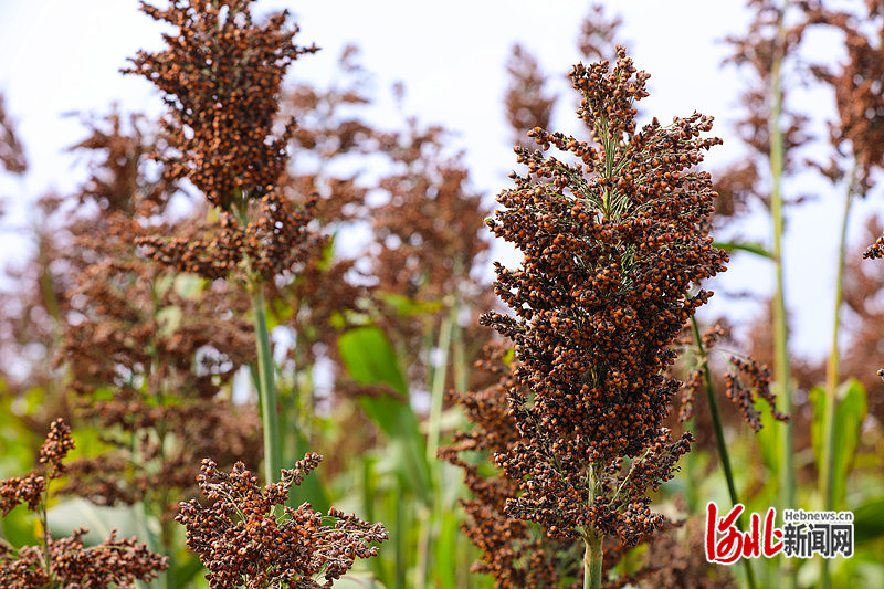 1663745334785920.jpg 在沧州渤海新区黄骅市滕庄子镇东道安,高粱丰收。滕义彬 摄.jpg