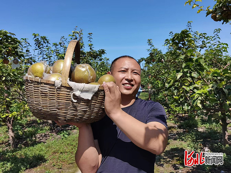 1663745427137782.jpg 在任丘市麻家坞三村果园,工作人员正在采摘黄梨。金洁 摄.jpg