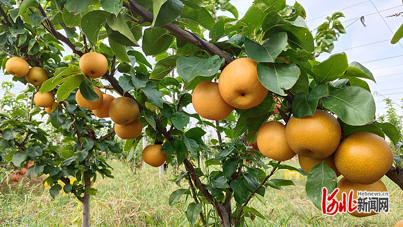 1663745460396924.jpg 在沧州渤海新区黄骅市中捷产业园区二分区碱地梨示范种植基地,秋月梨挂满枝头。张建功 摄.jpg