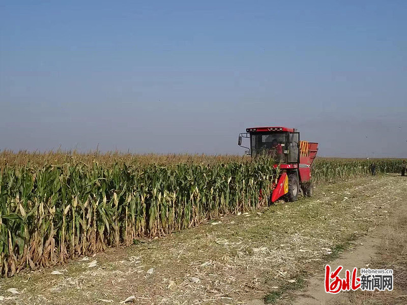 1663745503120154.jpg 在沧州渤海新区南大港产业园区,收割机正在田间穿梭,一派丰收景象。刘志强 摄.jpg