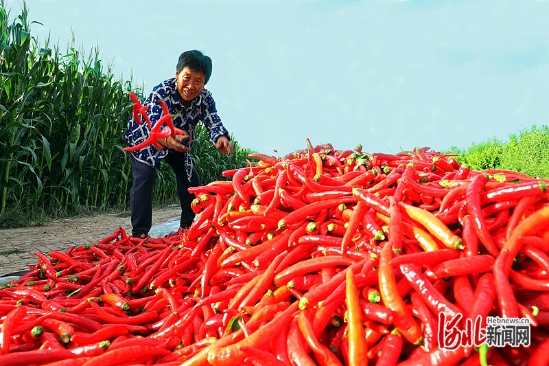 1663745676167077.jpg 在孟村回族自治县新县镇赵石桥村迈旭牧业种植园区,“津丽红一号”辣椒喜获丰收。刘冠一、杨洋 摄.JPG