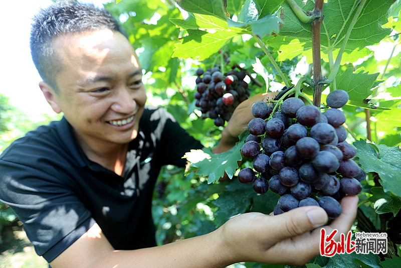 1663745800151137.jpg 在沧县纸房头镇古迹铺村,村民正在采摘“玫瑰”“巨峰”等品种的葡萄。周洋 摄.jpg