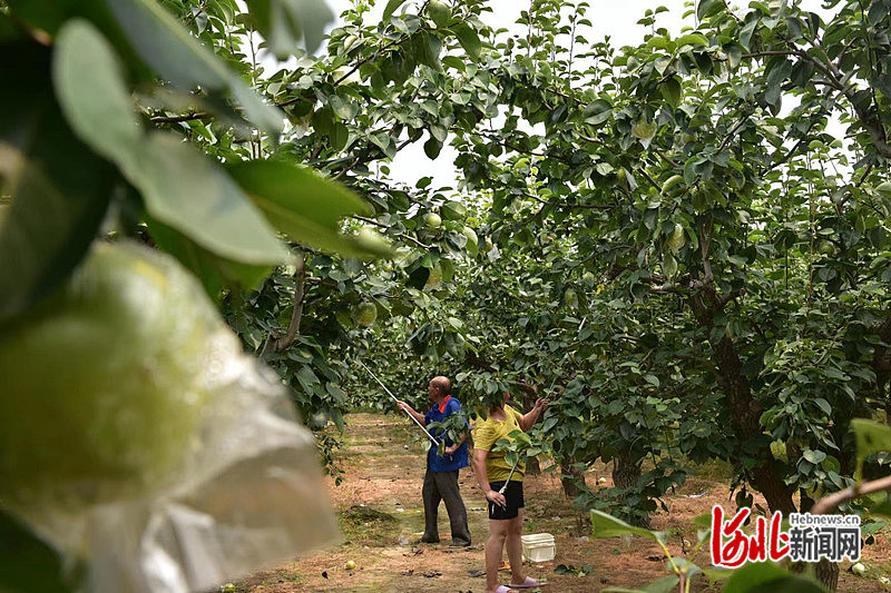 1663745836518771.jpg 在泊头市齐桥镇大胡屯村梨园内,梨农正在采摘梨果。田志锋 摄.jpg