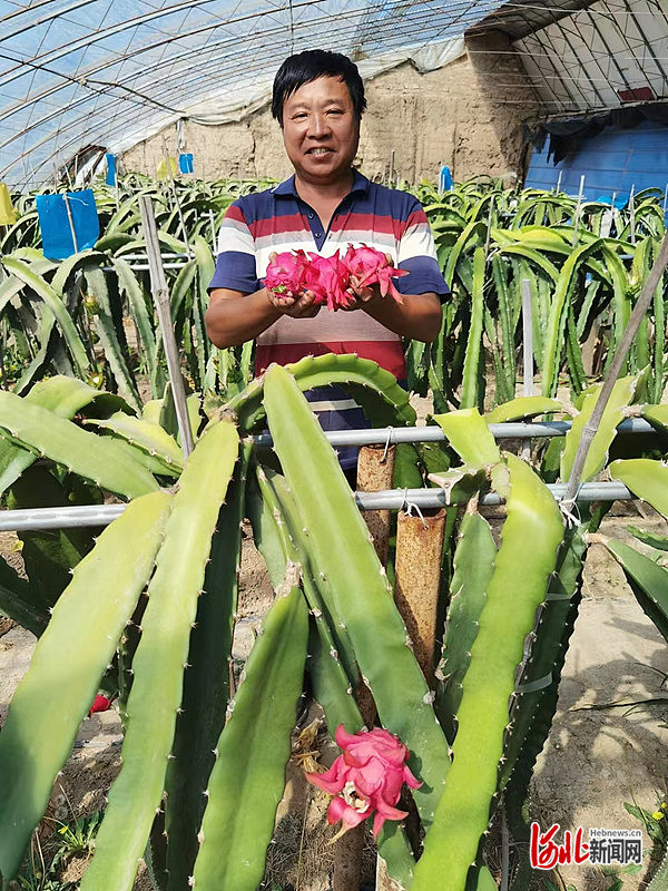 1663745862528091.jpg 在任丘市麻家坞三村种植园,农户正在展示种植的火龙果。金洁 摄.jpg