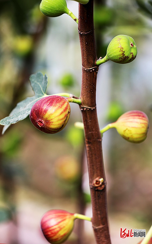 1663745890935073.jpg 在肃宁县师素镇海市村无花果种植基地,丰收景象映入眼帘。刘巨雷 摄.jpg