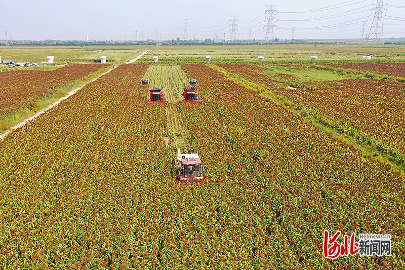 1663746073267542.jpg 在沧州渤海新区黄骅市滕庄子镇东道安村田地里,大型收割机正在收割高粱。滕义彬 摄.jpg