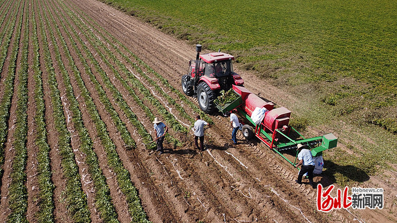 1663746109439212.jpg 东光县龙王李镇村民驾驶花生摘果机在田间采收花生。吴广征 摄.jpg