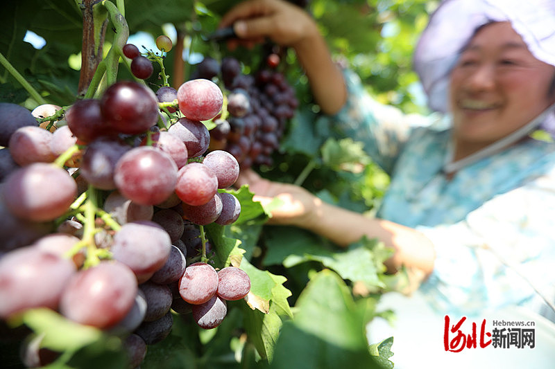 1663746140316914.jpg 在沧县纸房头镇古迹铺村葡萄种植基地,300多亩葡萄园年产可达80多万斤。周洋 摄.jpg