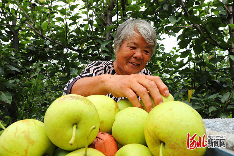 1663746199797056.jpg 在孟村回族自治县宋庄子乡恒发农业合作社梨园内,果农收获累累硕果。刘冠一、杨洋 摄.JPG