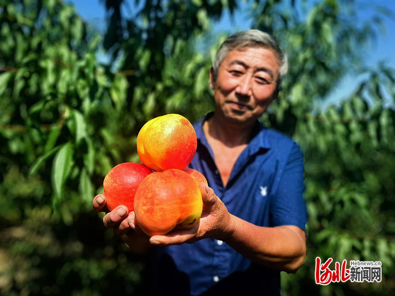 1663746218182559.jpg 在盐山县圣佛镇官张村,桃园里果香四溢,果农正在展示刚刚采摘的桃子。张文娟 摄.jpg