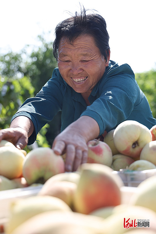 1663746239181208.jpg 在吴桥县杨家寺乡小天罡村,寿桃丰收。纪敏 摄.jpg