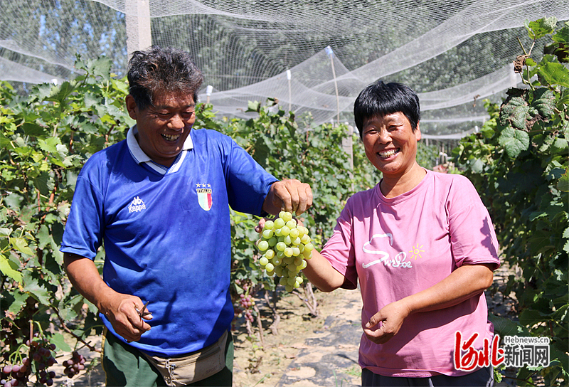 在吴桥县安陵镇胜彦合作社里，葡萄种植户迎来丰收喜悦。邢志强 摄.jpg