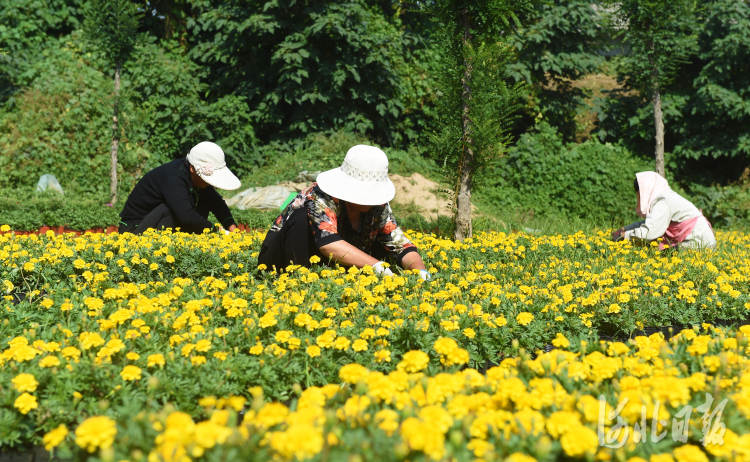 河北南和：鲜花绽放增收路2.jpg