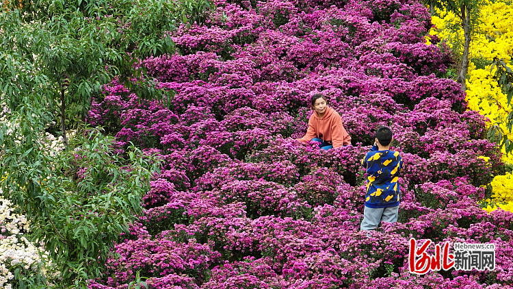 常馨谷里赏秋菊3.jpg