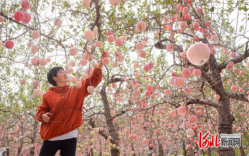 1665772251877247.jpg 小苹果大品牌 助力乡村振兴1.jpg