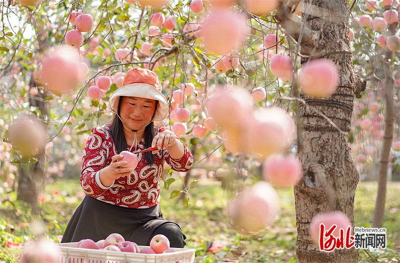 1665772256577817.jpg 小苹果大品牌 助力乡村振兴2.jpg