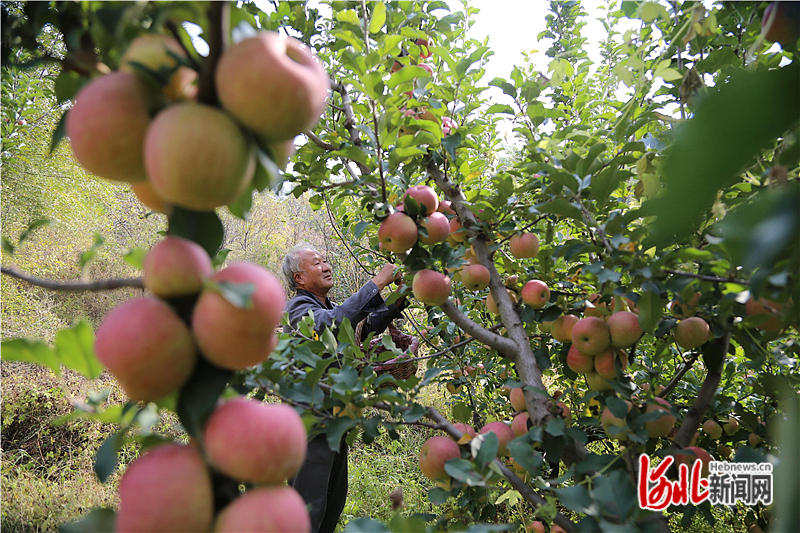 果农正在收获苹果。河北日报通讯员吴海民摄.jpg