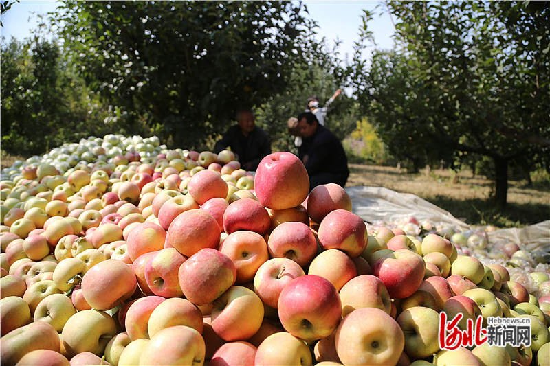 已采摘下树的苹果。河北日报通讯员吴海民摄.jpg