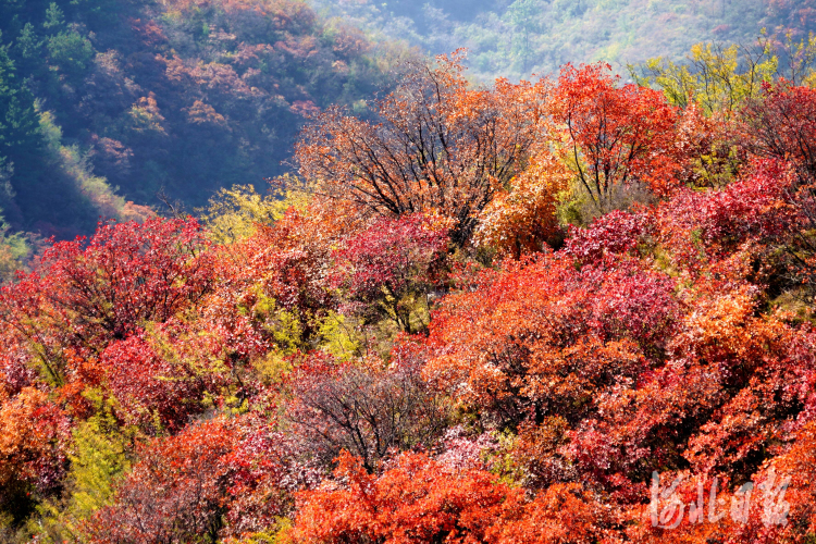 漫山红叶2.jpg