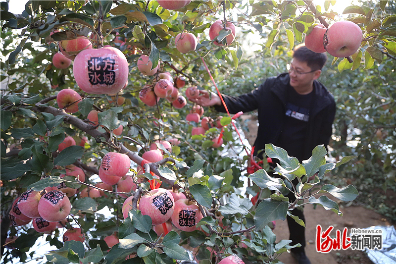 图2：游客在欣赏具有迁安标识的苹果。通讯员吴海民摄.jpg