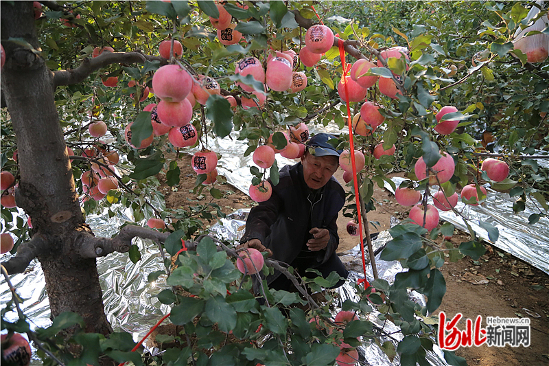 图3：果农在采摘苹果。 通讯员吴海民摄.jpg
