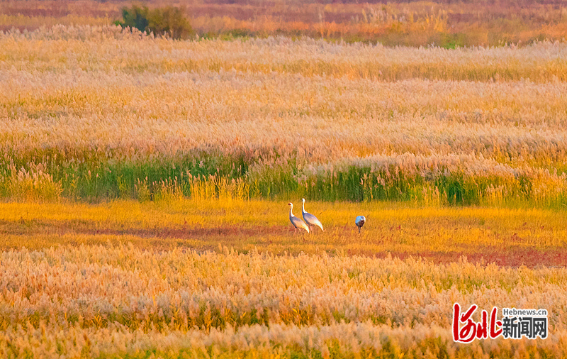 1668287438130261.jpg 百余只白枕鹤飞抵海兴湿地_副本.jpg