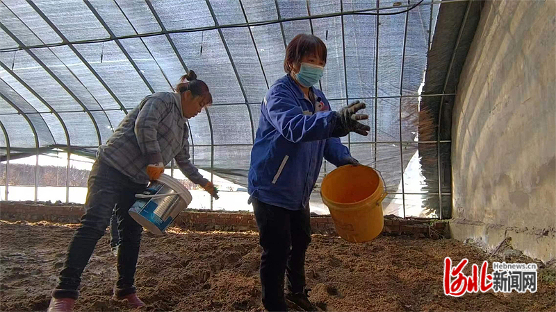 图1：在迁西县旧城乡唐沟村的羊肚菌温室大棚里，农民正在工作。.jpg