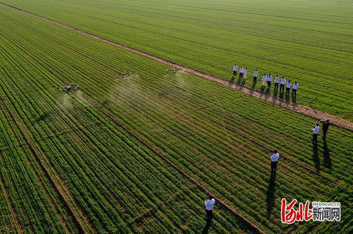 1668710055164169.jpg 河北石家庄栾城区:春草冬治 加强冬小麦管理2.jpg