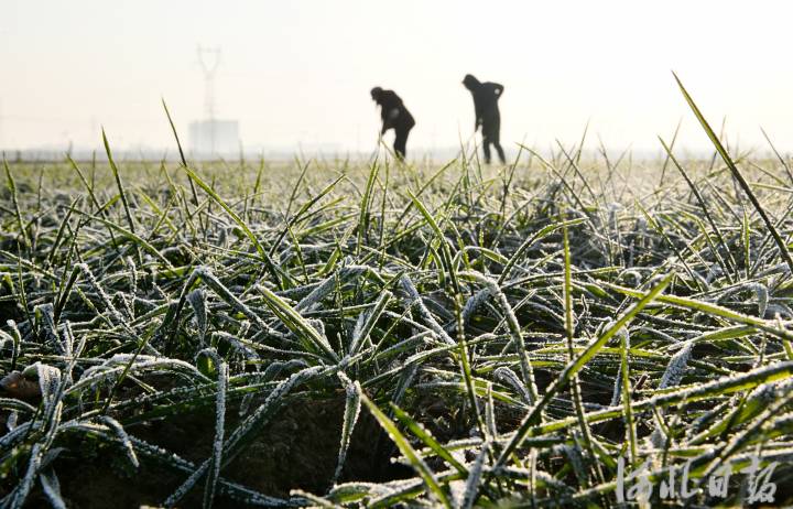 河北：大雪将至农事忙8.jpg