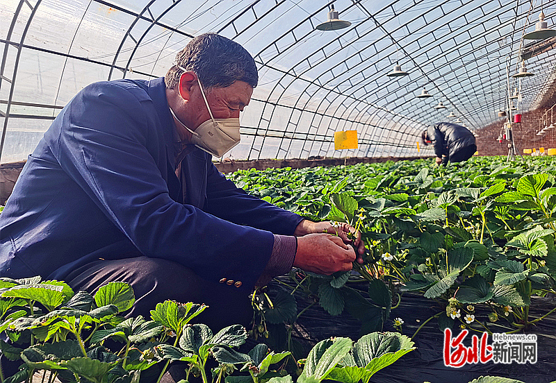 新时代新征程新伟业沙河市红石沟休闲生态农场一红一绿奏响乡村振兴曲