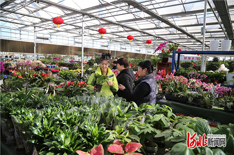 图3：这是消费者在花棚里选购鲜花。 通讯员吴海民摄.jpg