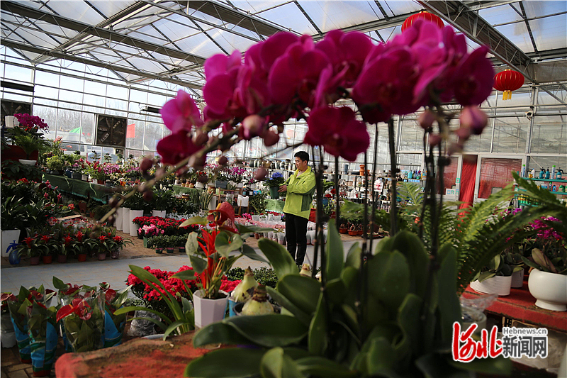 图4：这是消费者在花棚里选购鲜花。 通讯员吴海民摄.jpg