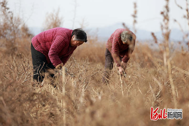 河北内丘：人勤春早管护忙1.jpg