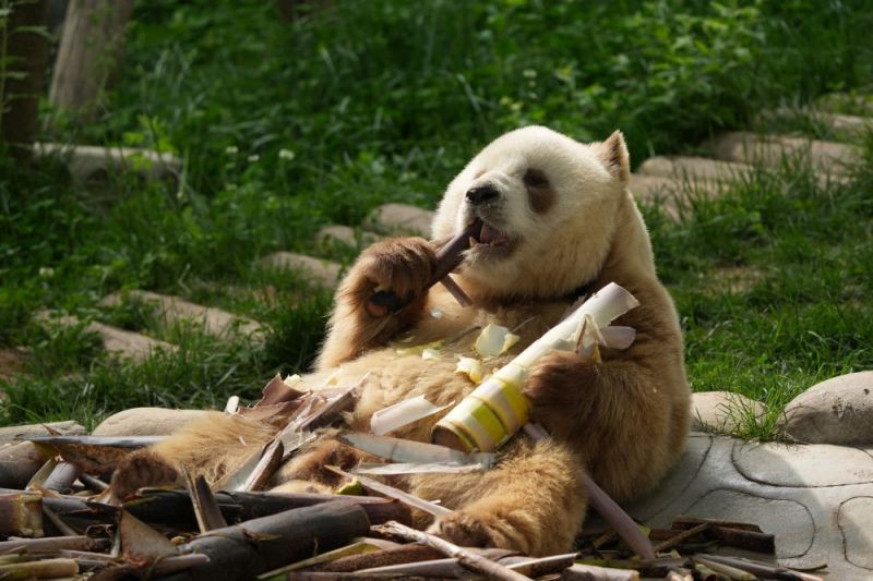 棕色熊猫.jpg