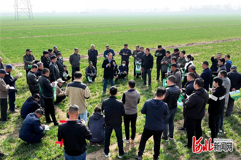 晋州市周家庄乡强化技术指导全力做好小麦春管工作
